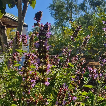 Trullo Peppelilla Carovigno